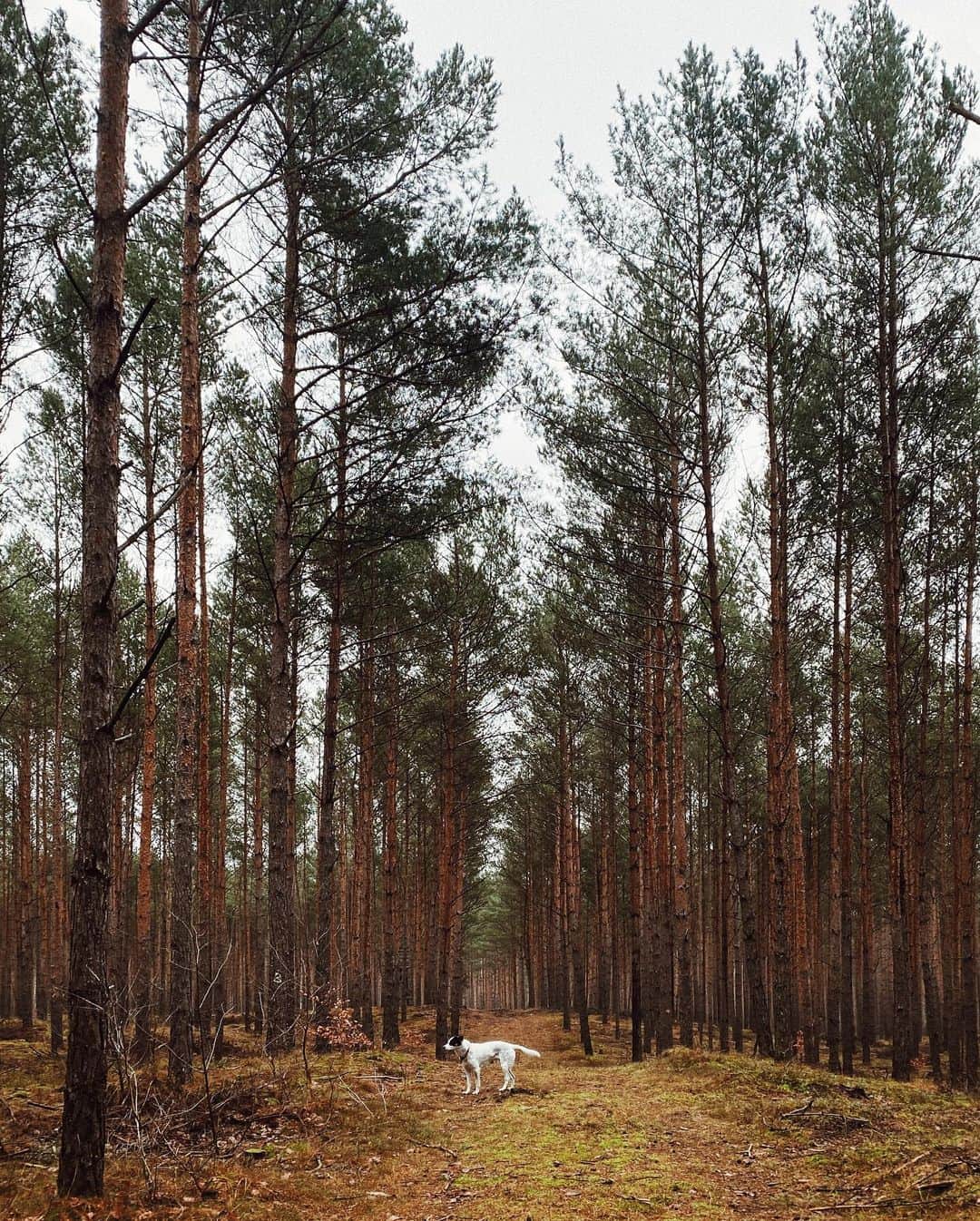 STIL IN BERLINのインスタグラム：「Week of walks Day 2 - just a little north of Prenzlauer Berg lies Schönower Heide, sandy forests with loads of pines and a game reserve. Not too far from the city and thus can be quite busy - still gorgeous. Last night has been surprisingly rather quiet, I have no issue with that and Nico doesn’t either.」