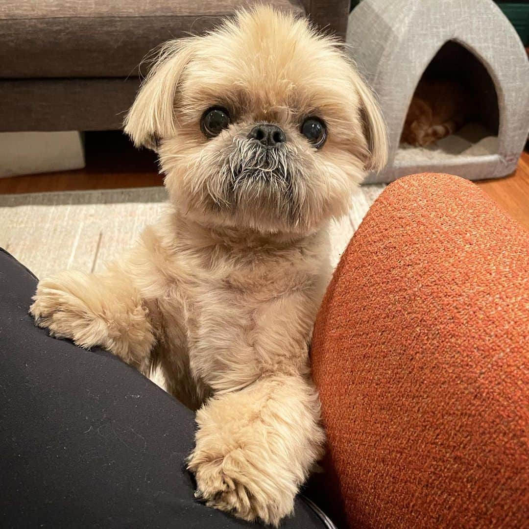 Dougie the Shih Tzuのインスタグラム：「Give it!」