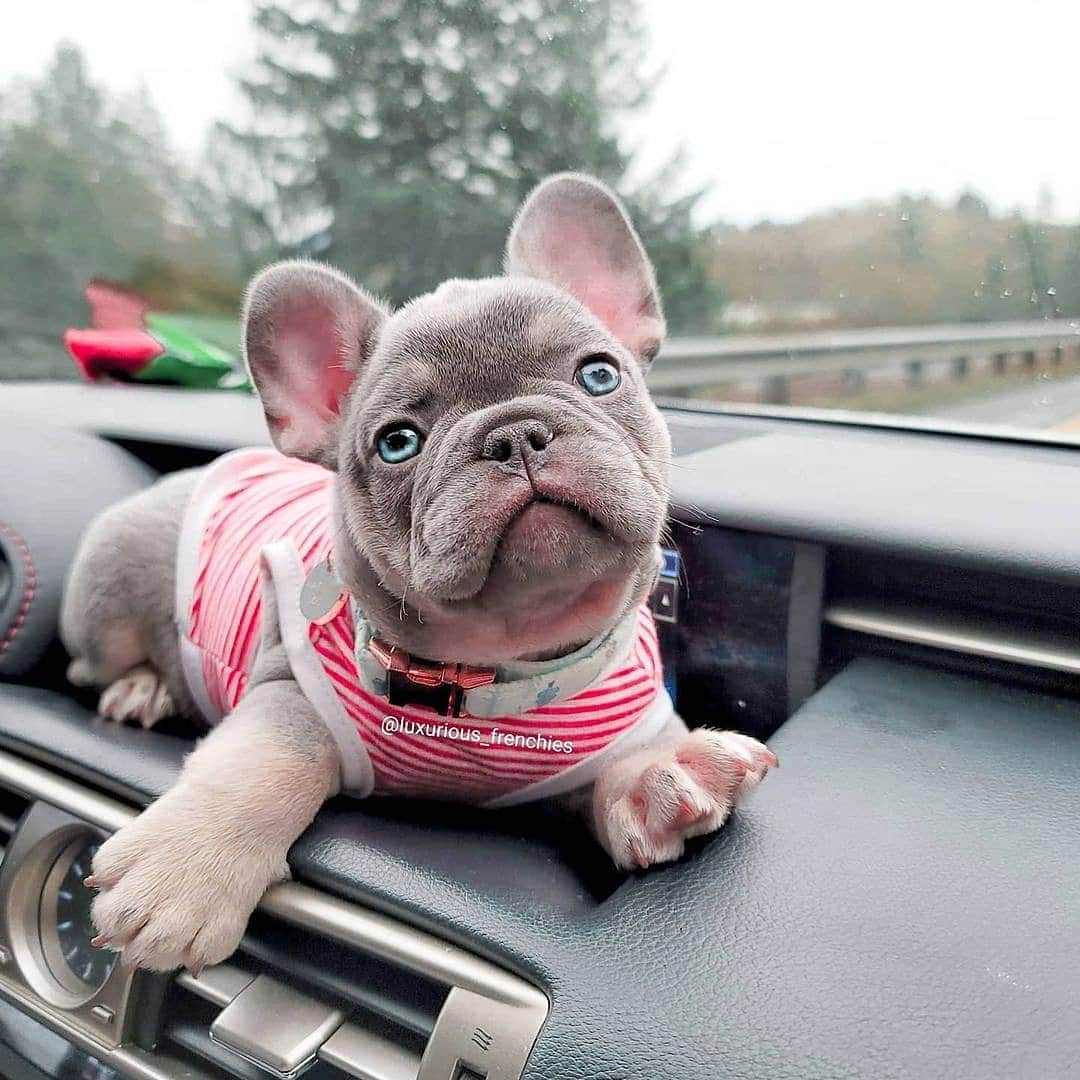 French Bulldogのインスタグラム