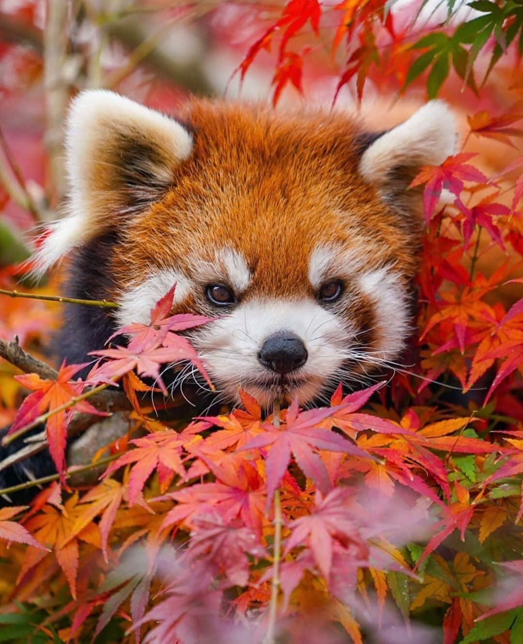 Earth Picsさんのインスタグラム写真 - (Earth PicsInstagram)「Good morning from Sora-Chan the red panda! 😍 Photo by @redpan22」12月30日 1時00分 - earthpix