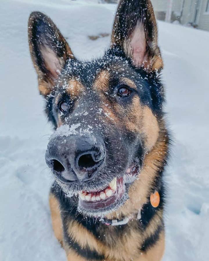 8crapさんのインスタグラム写真 - (8crapInstagram)「Do you like my smile? 😁 - Want to get featured like her? Join “The Barked Club” on FACEBOOK and post something now! 👉 barked.com - 📷 @the.adventuresofkali - #TheBarkedClub #barked #dog #doggo #GermanShepherd #GSD」12月30日 1時00分 - barked