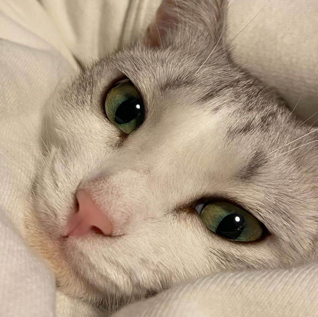 のインスタグラム：「よーし年末年始はゆっくりしよう😌✨ .  Have a wonderful end of year holidays! .  #猫 #ねこ #にゃんこ #美猫 #ねこ部 #ふわもこ部 #ねこすたぐらむ #ペコねこ部 #猫好きさんと繋がりたい #にゃんすたぐらむ #cat #neko #instacat #catstagram #instagramcats  #catsconnect #meowbox #picneko #bestmeow #catsofinstagram #meowed #rakutenpet」