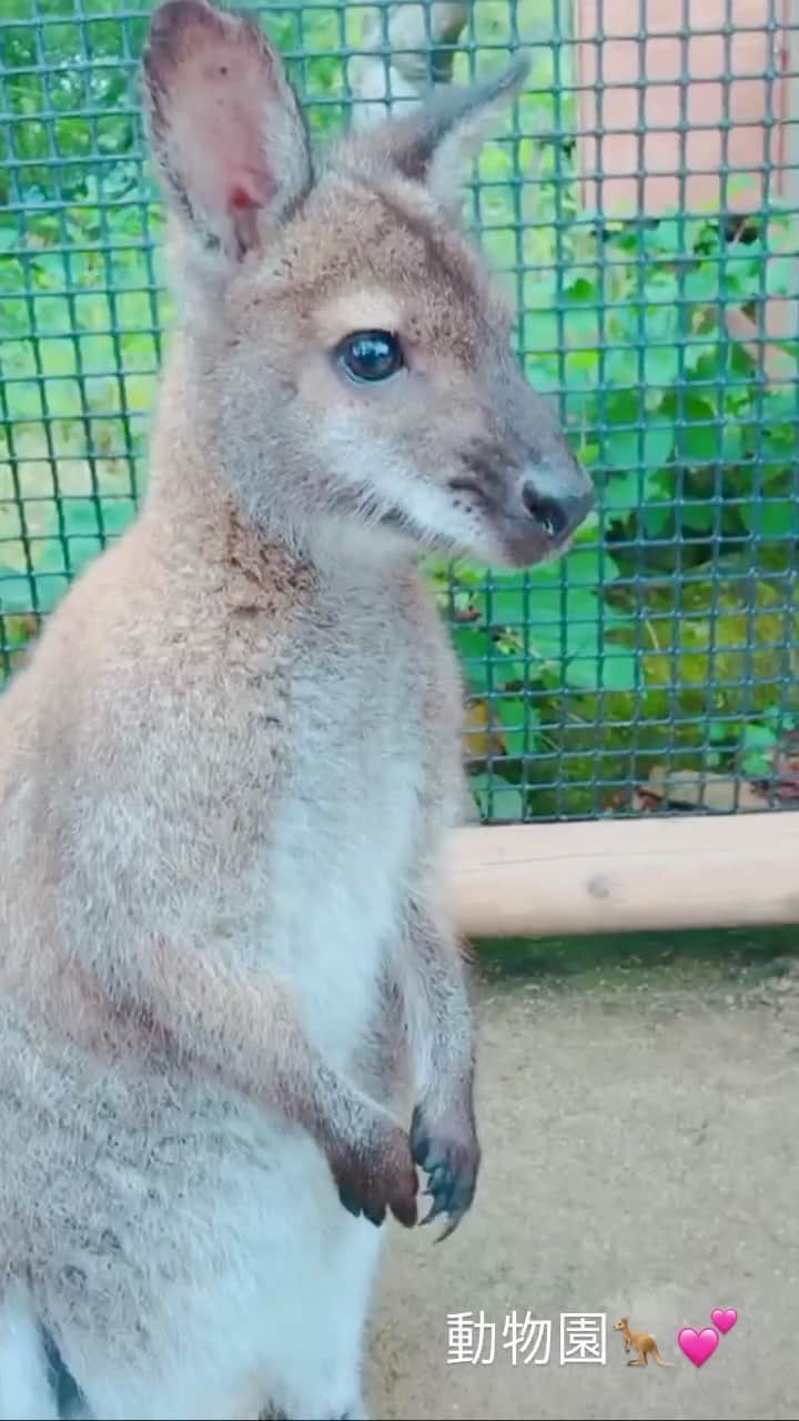 下薗なおこのインスタグラム：「#動物園　#サファリパーク #🦘　#ワラビー　#カンガルー　　 #動物大好き  仕事納めして、動物病院がお休みに入ってしまったので、早速動物ロスに……😂💔😭 今年の年末年始は実家にも帰れないので、動画見て癒されよう☺️」