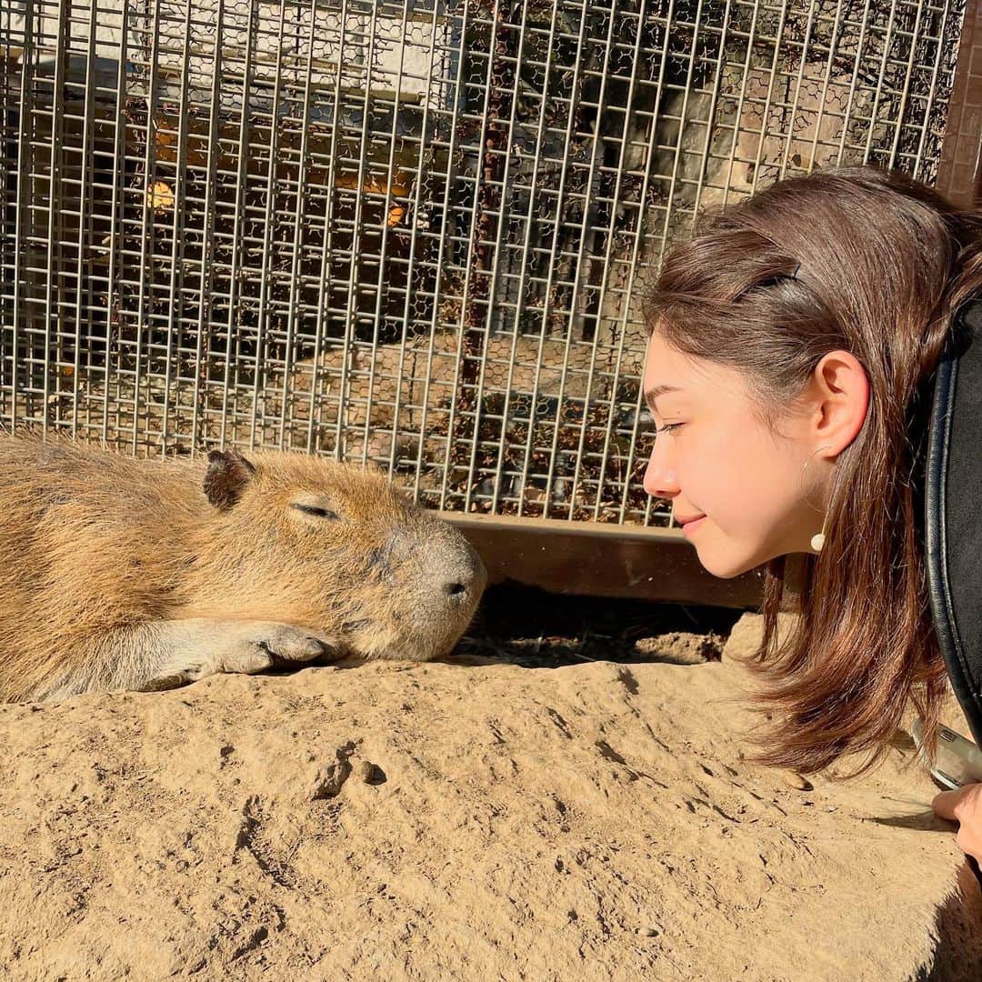 横山エリカのインスタグラム：「子年も終わりますね🐭 今年も干支にまつわるアクティビティをしてきました😌 去年の年末、ねずみ年は何しよう〜と考えていたのが昨日のよう✨ ネズミだから、ハリネズミカフェか？🦔と最初思ったんだけど、調べたらハリネズミというのはハリネズミ属で、もぐらの仲間だそう☝️ そこで世界最大のげっ歯類で、ネズミの仲間であるカピバラさんと触れ合おう！となりました🥰 うま年から続けているこの遊び、頑張って1周はしたい🙋‍♀️  2020 was the year of the mouse🐭 So I went to the zoo to meet the world's largest rodent, Capybara-san☺️」