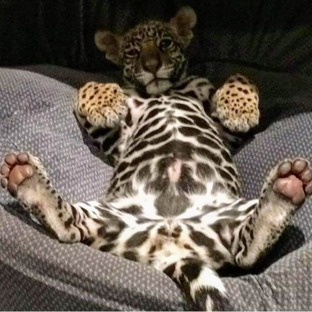 Black Jaguar-White Tiger さんのインスタグラム写真 - (Black Jaguar-White Tiger Instagram)「Matzuli :) #MaTzu」12月30日 3時06分 - blackjaguarwhitetiger