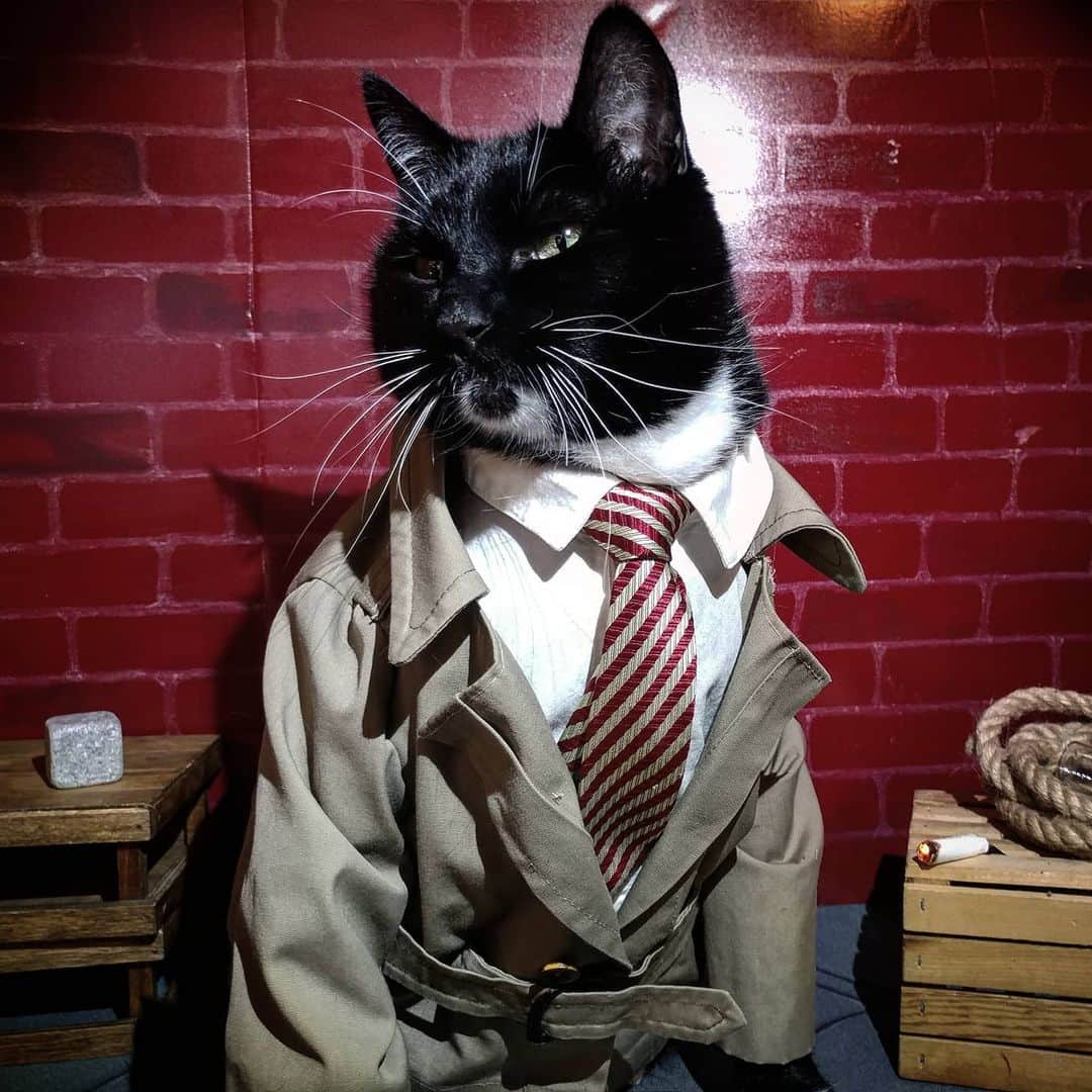 猫コスプレさんのインスタグラム写真 - (猫コスプレInstagram)12月30日 3時04分 - cat_cosplay