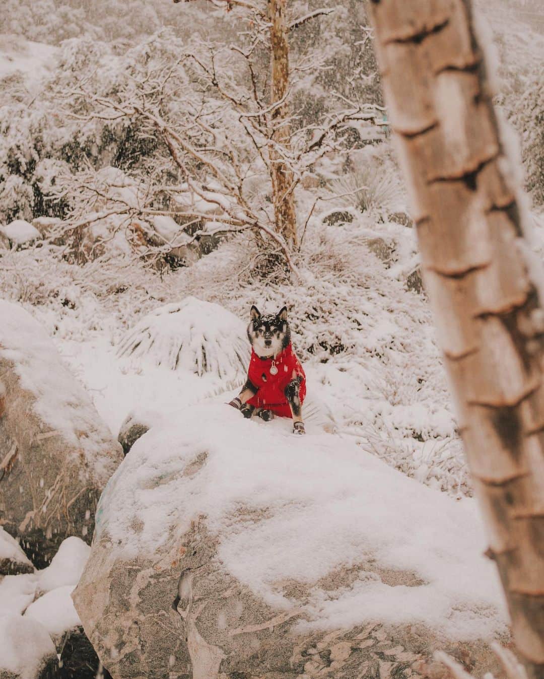 W E Y L I Eさんのインスタグラム写真 - (W E Y L I EInstagram)「Get a shiba they said...they are snow dogs they said...I would like a refund on my shiba that absolutely hated the snow and gave me attitude the entire trip please 😂」12月30日 3時11分 - weylie