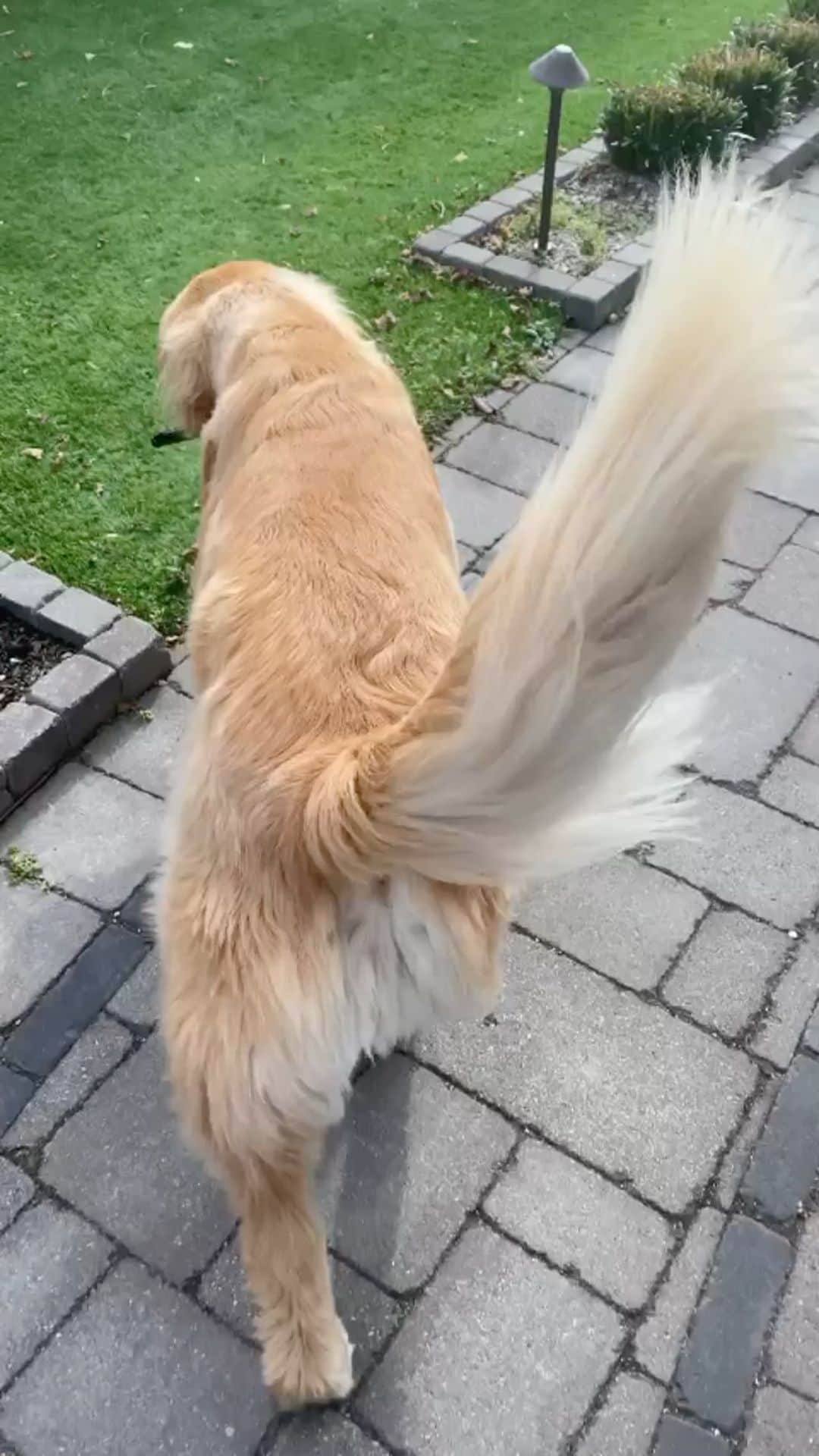 DogsOf Instagramのインスタグラム：「“Where’s da button so that I can mute dis lady. 🙈😂🐶❤️🐶😂🙈 #badboysforlife” — @hudsonbegood   What naughty things do your dogs get up to? Let us know 👇  #dogsofinstagram」