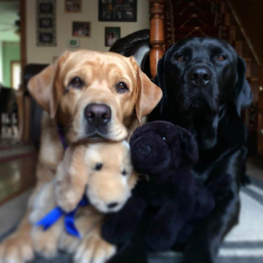 Jake And Gingerさんのインスタグラム写真 - (Jake And GingerInstagram)「We love our new stuffed toys ❤️ #dogs #dogsofinstagram #petsarefamily #petstagram #labsofinstagram #labrador #labs_of_insta #labs_of_instagram #labs #labsdaily #labs4life #labsarethebest」12月30日 3時30分 - jake_n_ginger