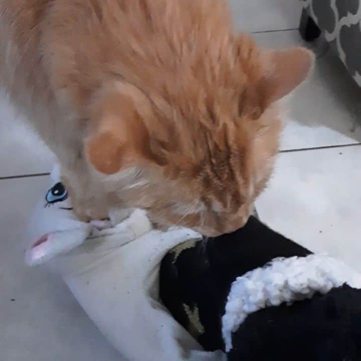 Homer Le Miaou & Nugget La Nugのインスタグラム