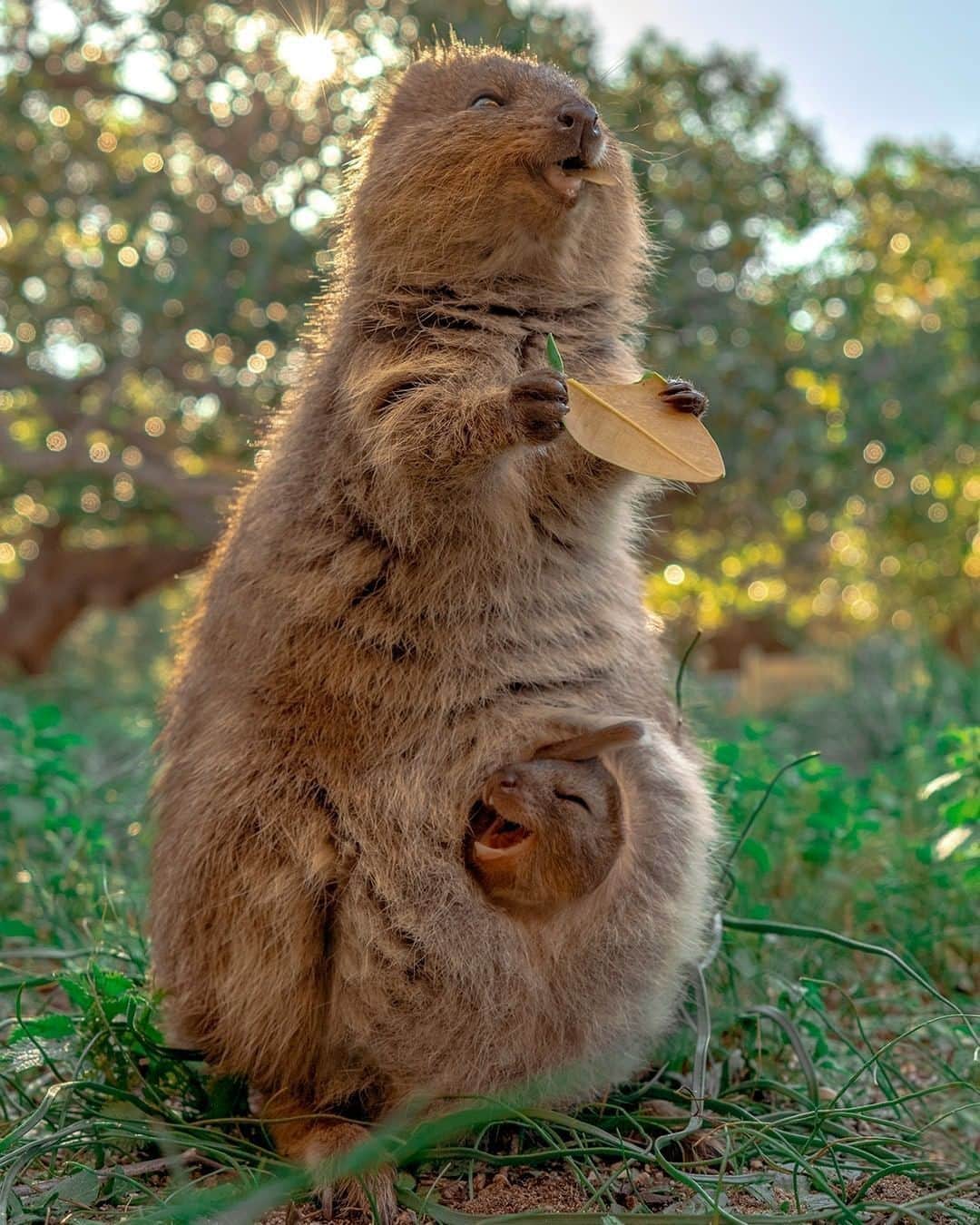 Australiaさんのインスタグラム写真 - (AustraliaInstagram)「⭐ Top performing posts of 2020 - #3 ⭐ There is nothing in the world quite like a mother's love 💓 This heartwarming shot of a Mumma #quokka and her joey, captured by @cruzysuzy and @meiji_nguyen_photography on @rottnestisland in @westernaustralia, is ridiculously cute 🥰 No wonder it was so popular! #seeaustralia #thisiswa #rottnestisland」12月30日 4時00分 - australia