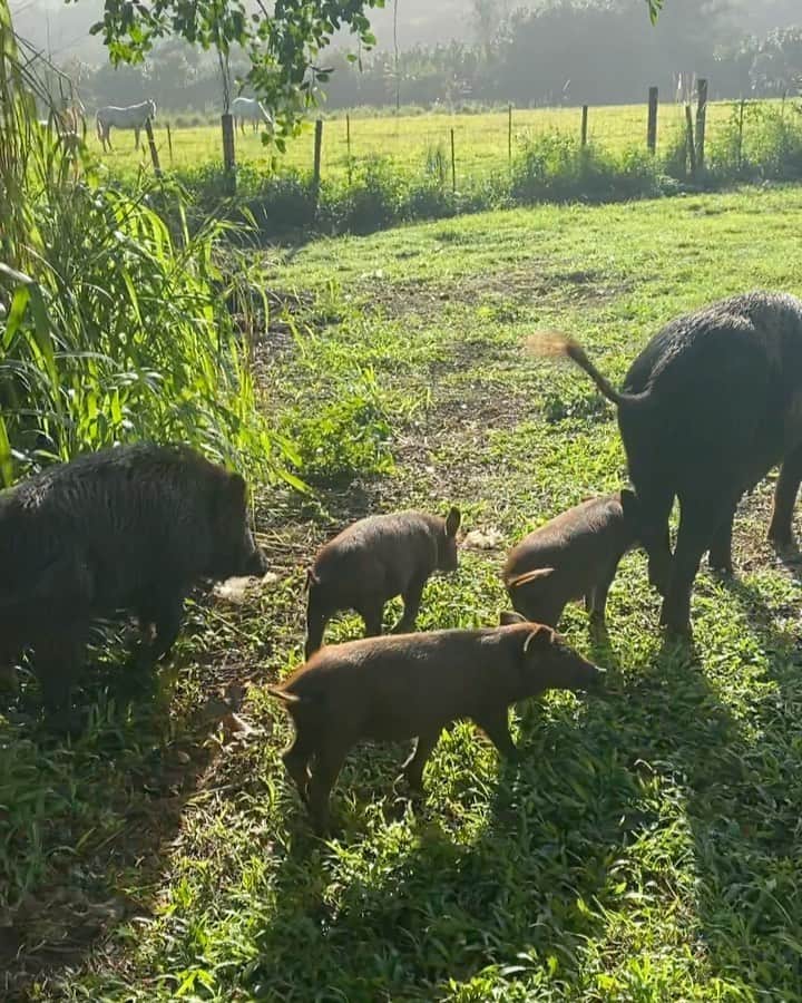 Bethany Hamiltonのインスタグラム：「Hawai’i life with wild boar 🐗😍🙌🏾 & my favorite moment at the end with the momma!!! 🍼🐗」
