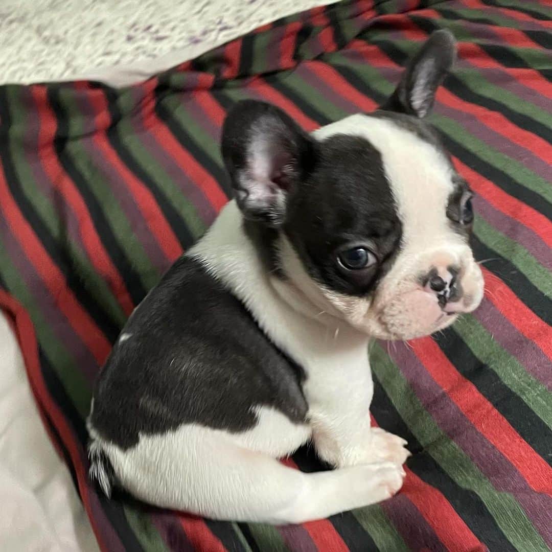 Regeneratti&Oliveira Kennelのインスタグラム：「Too cute to handle ❤️. Paco is available and looking for a forever home. For more info on him please DM. (Serious Inquiries Only). #frenchbulldog #jmarcoz」