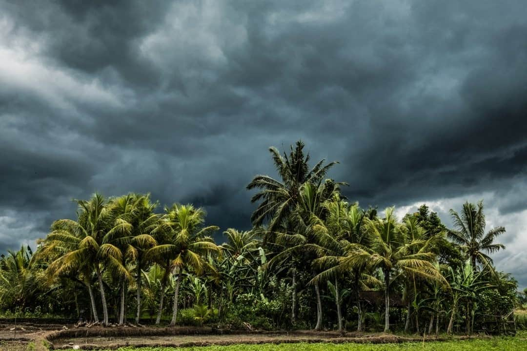 National Geographic Travelさんのインスタグラム写真 - (National Geographic TravelInstagram)「Photo by @francescolastrucci / I had just finished photographing a traditional painter in his studio when I noticed the dark tropical storm approaching the island of Bali. I immediately started riding the scooter I rented back to Ubud, where I was based. I was close to the town of Amlapura, riding through the green rice paddies fringed by small temples, traditional houses, and lush vegetation. I should have been but yet wasn't in a hurry. The last glimpse of sunlight was highlighting the palm trees as the big, thick cloud was coming toward me. The colors were so brilliant and saturated, the contrasts so sharp, that I couldn't help but photograph the scene.   A few seconds after taking this, I sealed and locked the camera under the seat and slowly drove back to Ubud under the heavy but harmless and beautiful rain. One of the best scooter rides I've ever had.  Follow me @francescolastrucci for more places, daily life, and stories around the world. #indonesia #bali #landscapephotography #nature」12月30日 4時36分 - natgeotravel