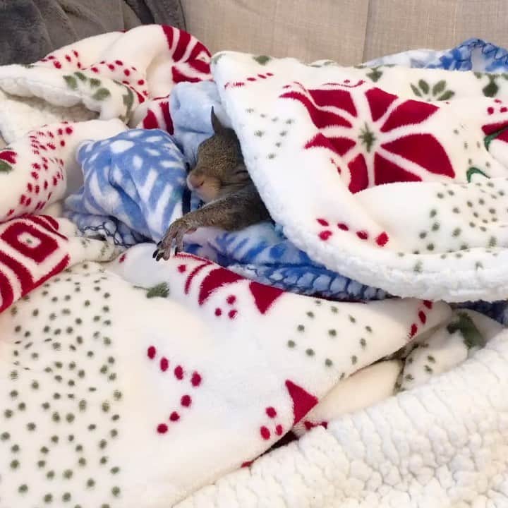 Jillのインスタグラム：「Riding out the rest of 2020 from here.⁣ ⁣ ⁣ ⁣ ⁣ #petsquirrel #squirrel #squirrels #squirrellove #squirrellife #squirrelsofig #squirrelsofinstagram #easterngreysquirrel #easterngraysquirrel #ilovesquirrels #petsofinstagram #jillthesquirrel #thisgirlisasquirrel」