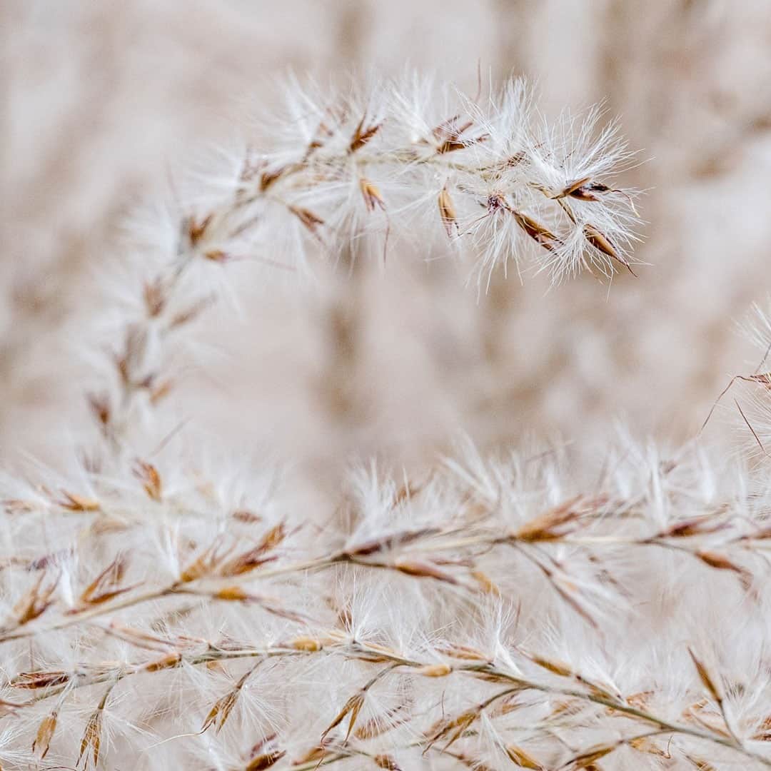 ニューヨーク植物園のインスタグラム：「Many of the plants in our gardens and collections are showing their seasonal best, adding unique textural contrast to the winter landscape.  . On your next visit to the Perennial Garden, be sure to take a moment to admire the stunning silky plumes of this variegated Japanese silver grass as they reach out into the crisp air. . #Miscanthus sinensis 'Morning Light' #plantlove #AllInNYC」