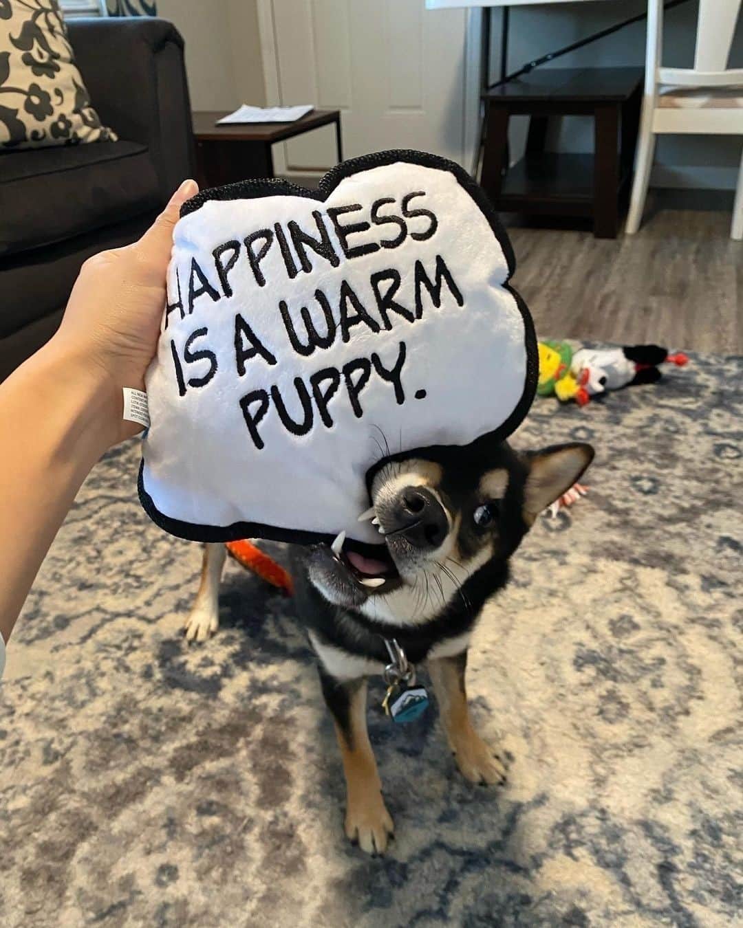 BarkBoxのインスタグラム：「truer words have never been gnawed ⁠ @haru_happy_shiba」