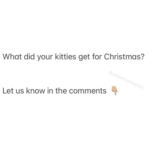 The Cats Of Instagramのインスタグラム：「Well?」