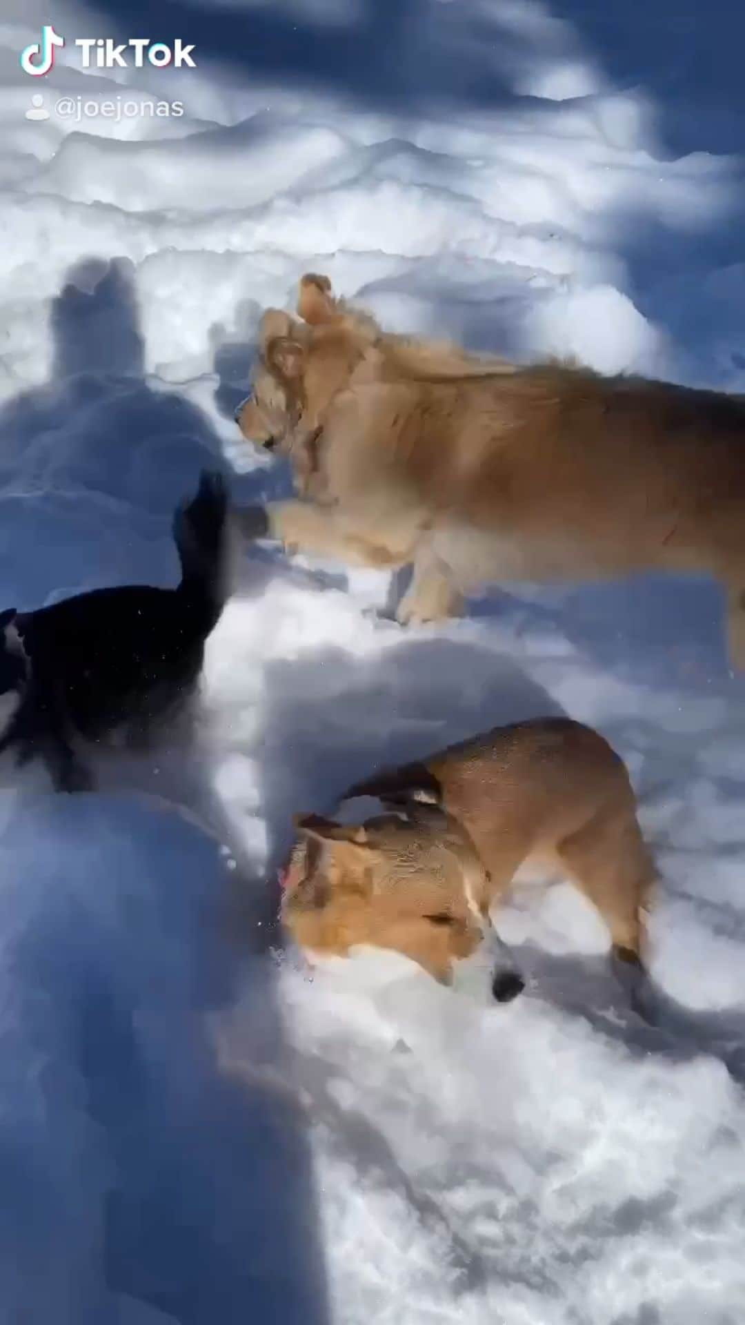 のインスタグラム：「EXTREME BARKOUR」