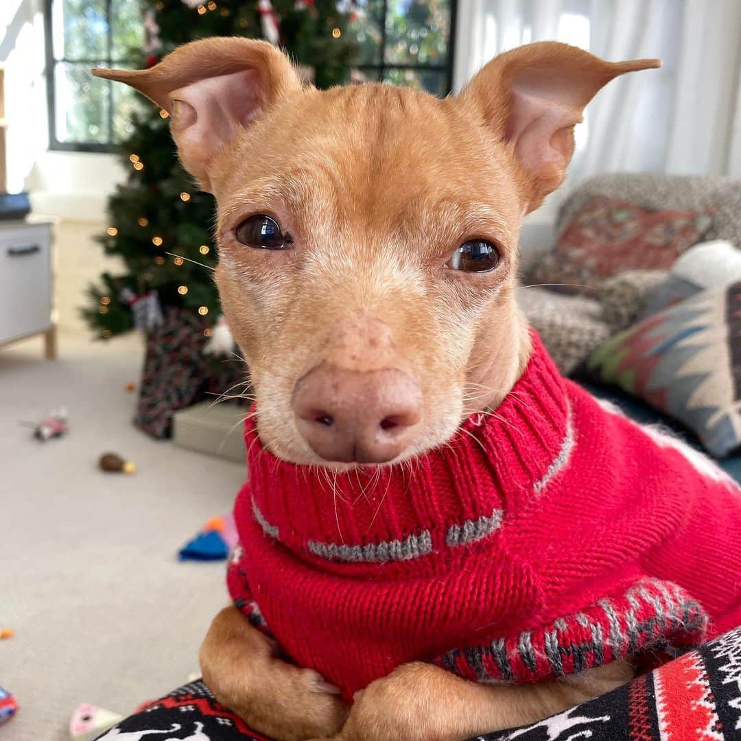 Tuna {breed:chiweenie} さんのインスタグラム写真 - (Tuna {breed:chiweenie} Instagram)「I could stare at this pensive little turkey all day long but mostly I spend my day smothering his tiny face with kisses. Spoiler alert: that’s what happened next.」12月30日 6時34分 - tunameltsmyheart