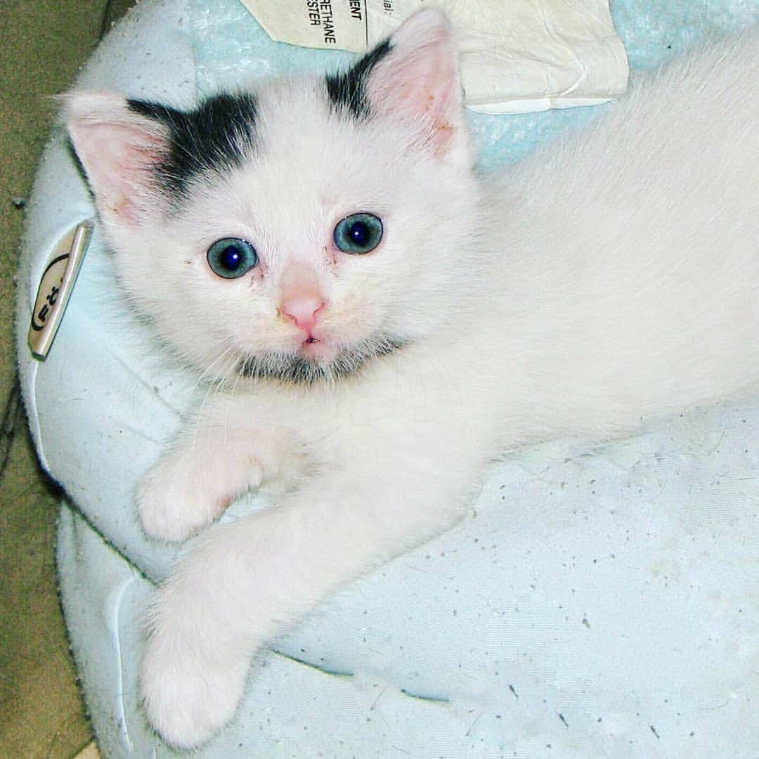 Garyのインスタグラム：「And then he grew up to be the best cat on the planet #garebear」