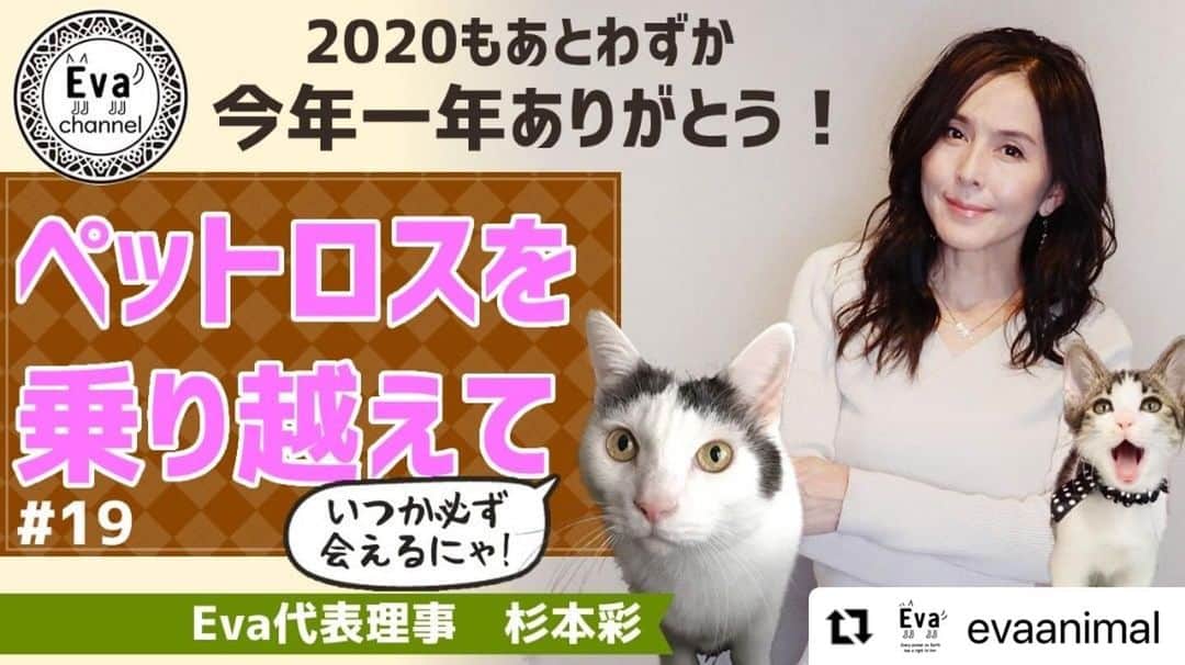 杉本彩のインスタグラム：「* * Evaチャンネルをご覧頂いている皆様、Evaより本年のご挨拶！  　　↓↓↓    @evaanimal with @make_repost ・・・ 第19回Evaチャンネル「ペットロスを乗り越えて」～今年1年ありがとうございました～公開しました！  早いもので、2020年ももうあとわずか。 今年はコロナに始まり、コロナに終わったと言っても過言ではない一年でしたね。  今回は、そんな2020年をEvaの活動と共に振り返ってみました。  また、昨年と今年にかけ、愛犬・愛猫との悲しいお別れが続いた理事長杉本ですが、その悲しみをどう乗り越えてきたのか、死との向き合い方などなど、今までたくさんのお別れを経験してきた杉本だからこそ語れる死生観は必見です。  また、ペットロスに悩んでいる方の一助となれば幸いです。  第19回Evaチャンネル是非ご覧ください。  来年も是非Evaチャンネルをどうぞよろしくお願い致します。  ■#19 ペットロスを乗り越えて～今年1年ありがとうございました～ https://youtu.be/cy-blzzMYvo  #ペットロスを乗り越えて #2020年の振り返り #Evaチャンネル #動物環境福祉協会eva #杉本彩」