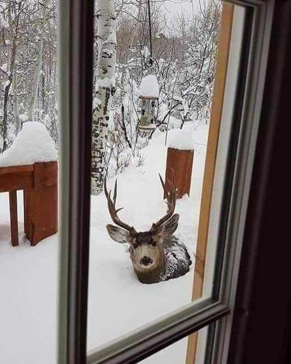 カレントエリオットさんのインスタグラム写真 - (カレントエリオットInstagram)「reindeer games  #inspo #reindeer #nature #cabin #woods #snow #winter」12月30日 7時05分 - currentelliott