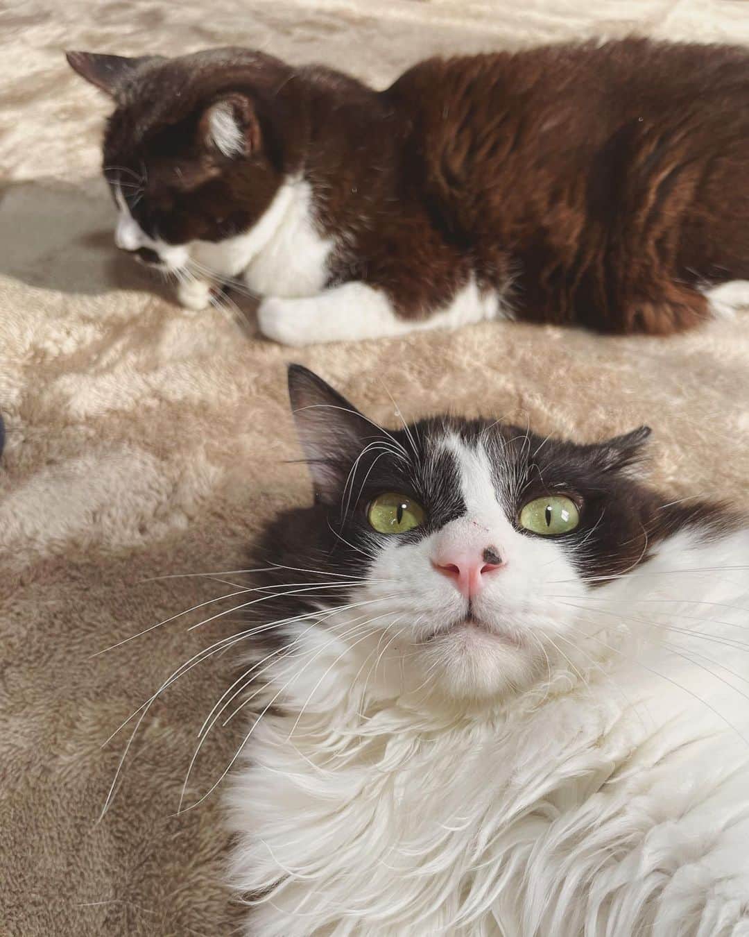 もじゃころのインスタグラム：「ばんどぅくん自撮りチャレンジ😂😂😂 後ろのペッペのカメラ目線をいただいて自撮りチャレンジ成功なるか？🤣  Bando’s selfie challenge🔥  #坂東玉隠しシャシャ丸  #チョッチュ具志コロペッペ  #バングシー」
