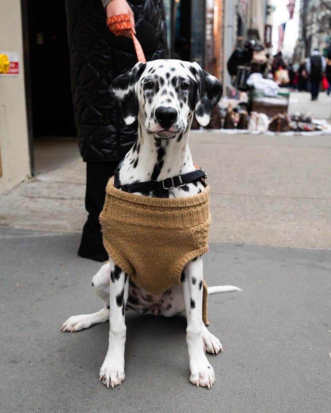The Dogistさんのインスタグラム写真 - (The DogistInstagram)「Gucci, Dalmatian (5 m/o), 49th & 5th Ave., New York, NY • “She’s very brave. She likes to play with big dogs and steal their toys.”」12月30日 8時00分 - thedogist
