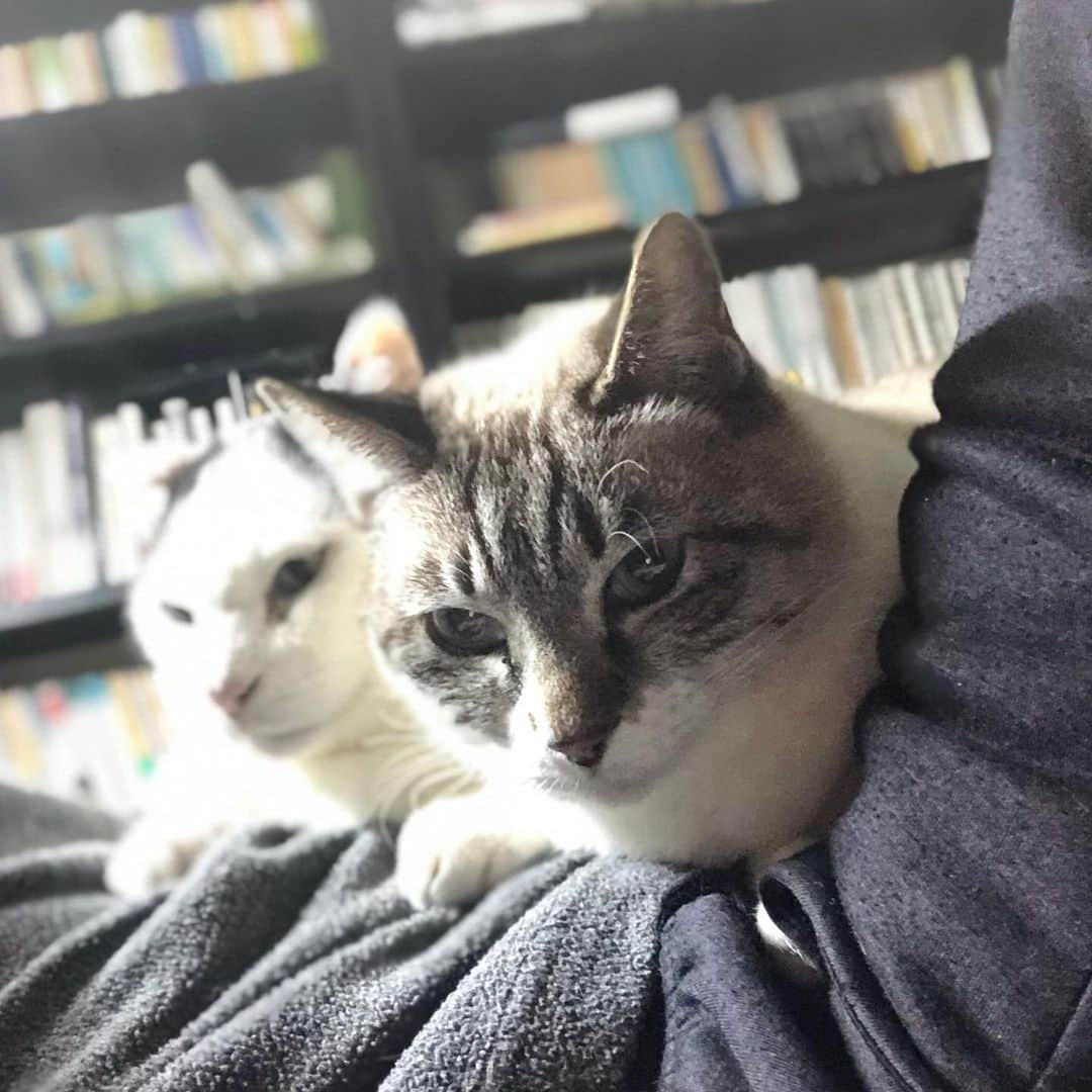 町田康のインスタグラム：「ツンゲマって言うな。」