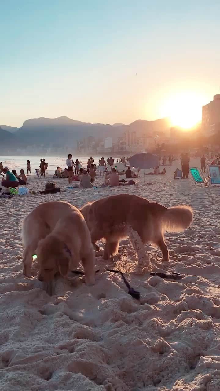 のインスタグラム：「Saudades de uma farra na praia 🏖  . . #pets #photooftheday #petsofinstagram #instagrammers #instagram #instadaily #vejario #goldenretriever #goldenretrievers #goldenretrieversofinstagram #dogs #dogstyle #dogoftheday #dogsofinstagram #saopaulo #gudfriends #riodejaneiro #errejota #arpoador #rj #brasil」