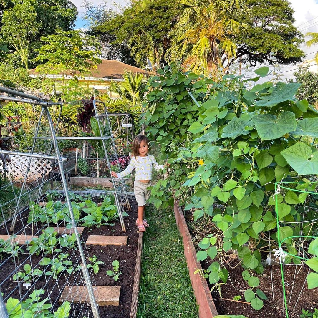 道端ジェシカのインスタグラム：「Really want to start growing our own veggies and fruits here in Hawaii..」