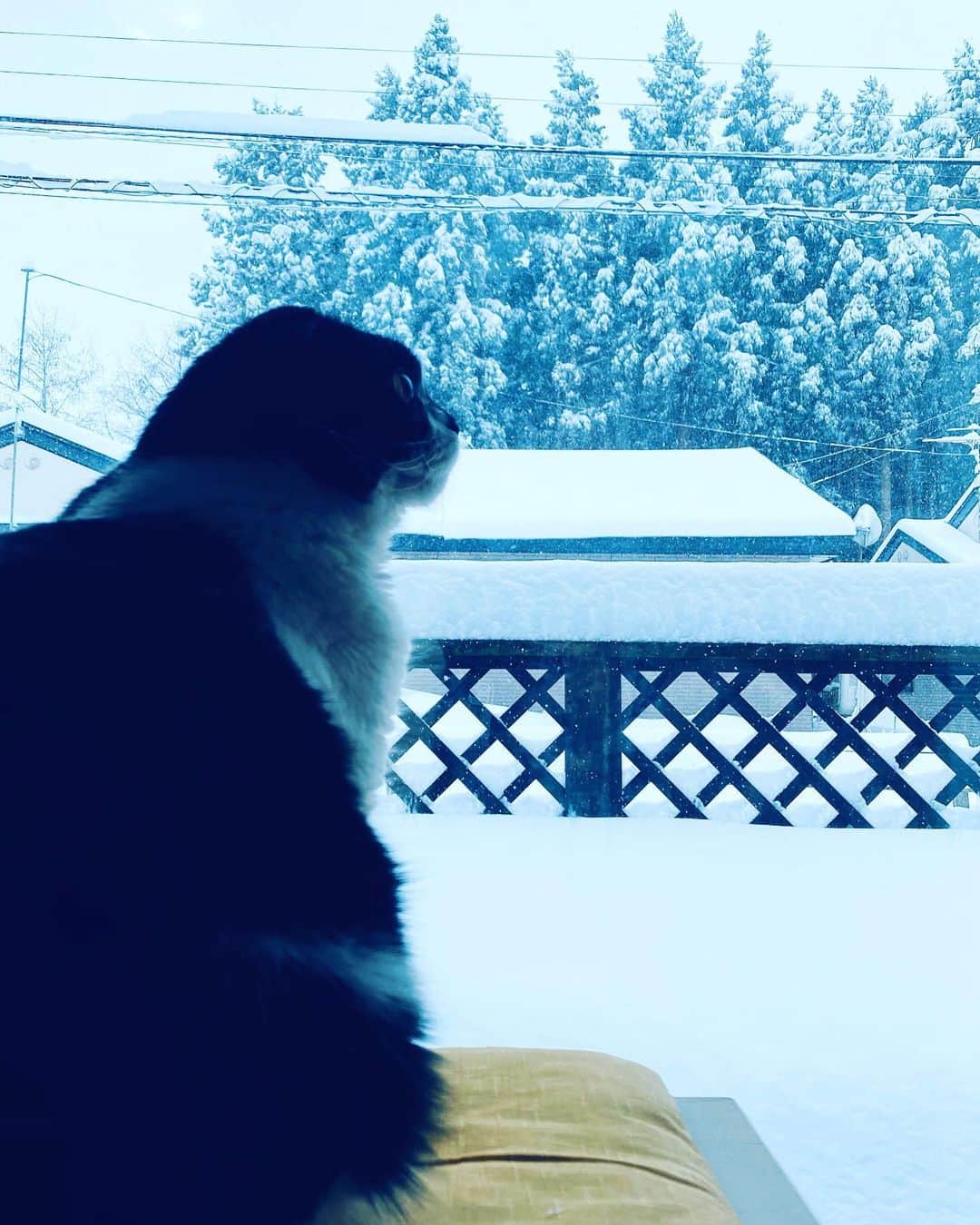 tiaichimaのインスタグラム：「Good morning!! ❄️🌨☃️おはムーギー‼︎  さらに雪が降ってます。  雪かきをした旦那の腰に湿布2枚貼ってやった。  #青森県おいらせ町 #牛柄組鼻まわり汚れ隊 #ムチムチッコ #ムーギー#MuuGieeboy#cat#neko#ねこ#neko#ネコ#スコティッシュフォールド#ScottishFold#まんじゅう部」
