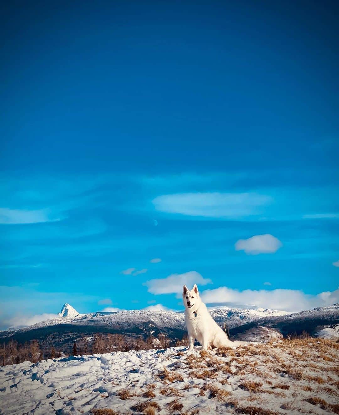ダニエラ・ルーアのインスタグラム：「See you next year Idaho ❄️ . Até para o ano Idaho ❄️ . #holidays #family #December #snow #ash #germanshepherd #dog #grandteton #moon #quarantine」