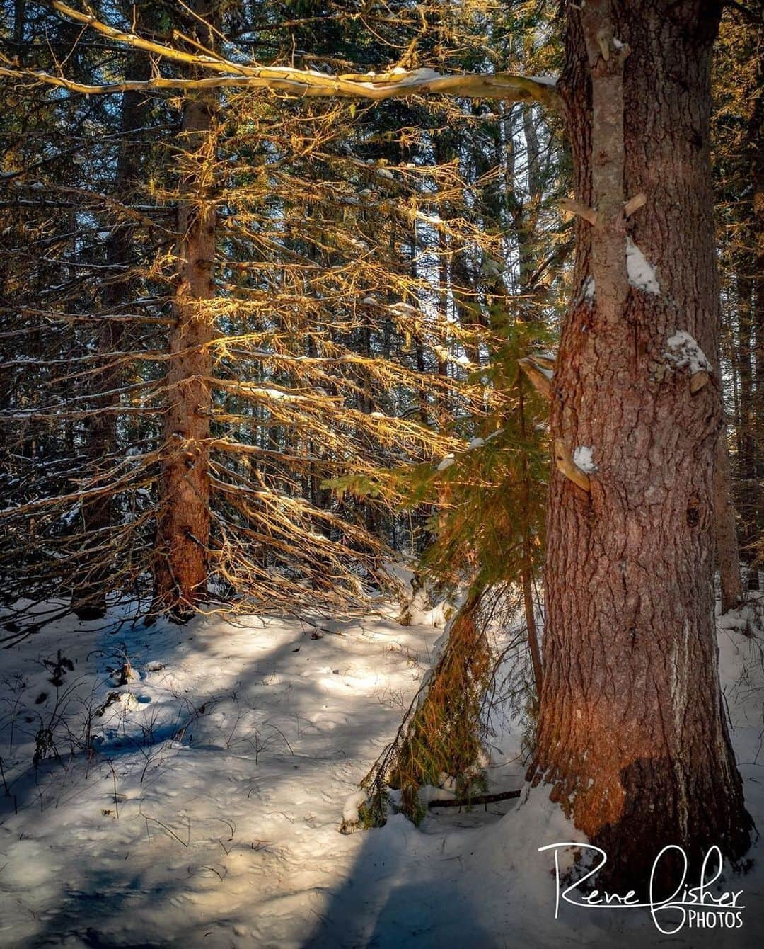 Ricoh Imagingさんのインスタグラム写真 - (Ricoh ImagingInstagram)「Posted @withregram • @renefisher_photography More from my visit to Algonquin Provincial Park... Looking forward to the beauty that Winter has to offer. :) ⁠ ⁠ Taken with Ricoh GR III⁠ .⁠ .⁠ .⁠ .⁠ ⁠ .⁠ .⁠ .⁠ .⁠ #dream_spots #landscapephoto #majestic_earth #discoverglobe #landscapehunter #natgeoyourshot #Canada_PhotoLovers⁠ #beautyofnature #discoverON #marvelous_shots #buck #pentaxian #landscape_love #landscapebeauty #natgeo #YourShotPhotographer #natgeoyourshot #ricohpentax #theglobewanderer #sunset #justgoshoot #insidecanada #wonderful_places #sharecanggeo #GR3 #GRIII⁠ #pentaxian #richohimaging #shootpentax #pentax」12月30日 9時58分 - ricohpentax