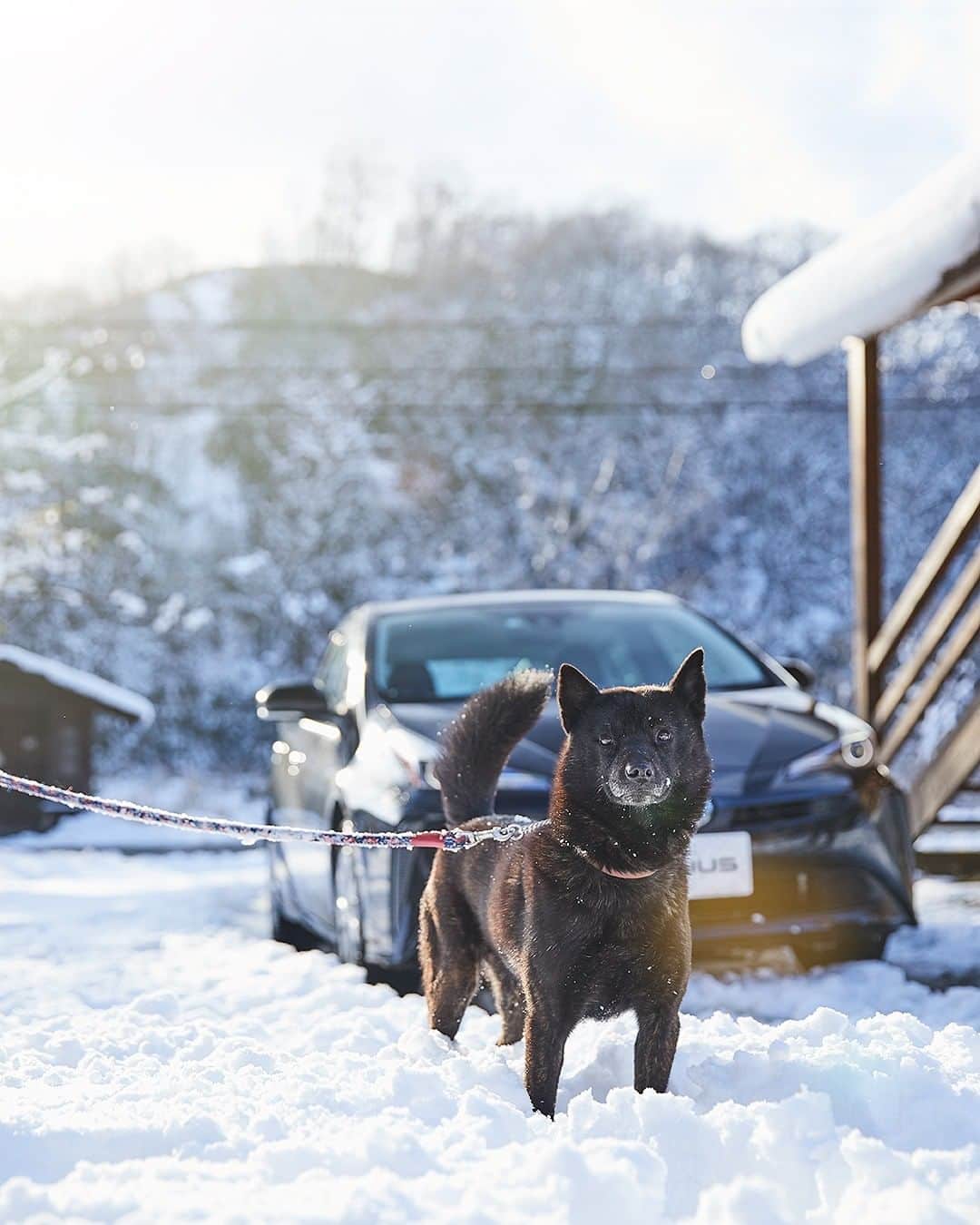 TOYOTAさんのインスタグラム写真 - (TOYOTAInstagram)「Which photo is your BEST☃️? 雪×プリウス❄️どの写真が好きですか❓  #トヨタ #toyota #トヨタグラム #プリウス #雪 #冬」12月30日 10時00分 - toyota_jp