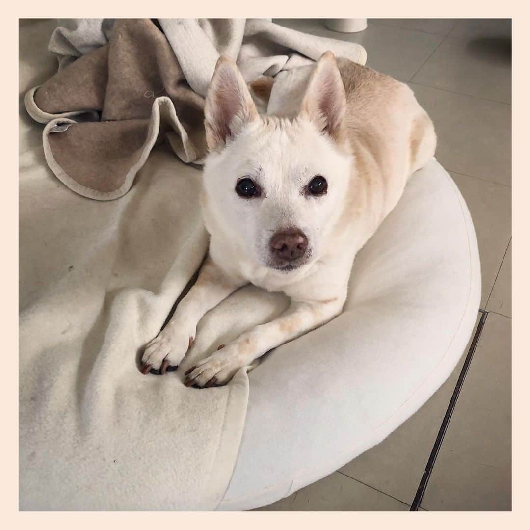 パンといっぴきのインスタグラム：「#元保護犬 #雑種犬 #crossbreed #mixdog #キップル14歳」