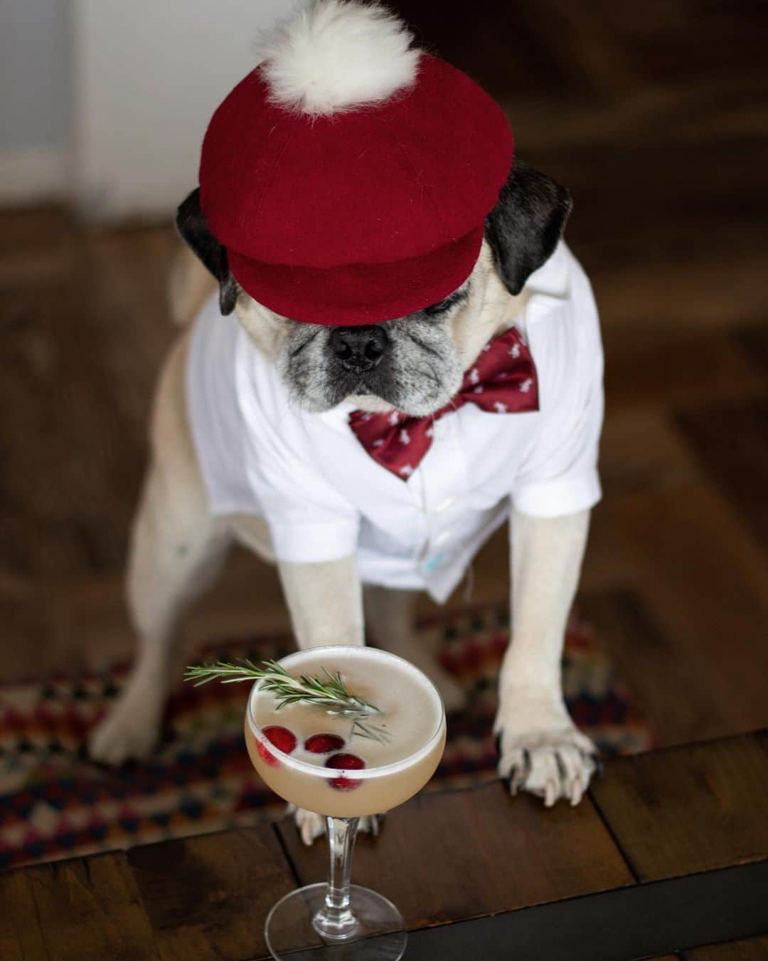 ロッコのインスタグラム：「Missing this dapper little guy ❤️🌈 #missyourocco . . . #Pugtender #pug  #pugstagram #pugsofinstagram #dogsofinstagram #weeklyfluff #theweekoninstagram #austindogs #dogsofbark #atx #imbibe #happyhour #cocktails #craftcocktails」