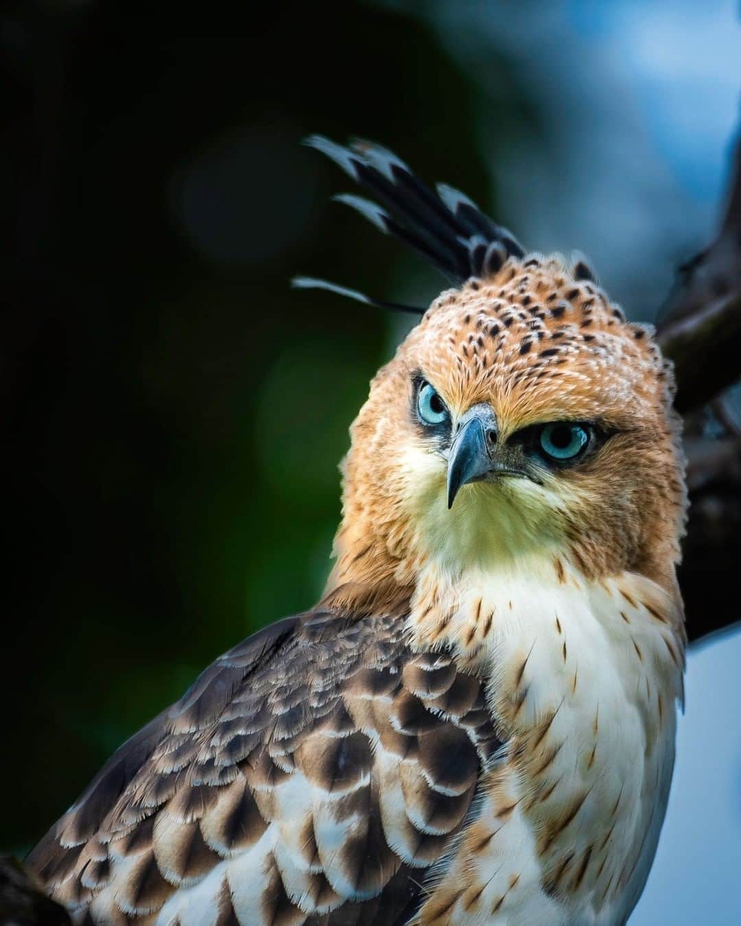 Discoveryさんのインスタグラム写真 - (DiscoveryInstagram)「Portrait of a raptor, crested hawk eagle.  Caption + Photo: Tanwi Chowdhury (@tanwichowdhuryphotography)  #raptor #crestedhawkeagle #raptorsofinstagram #birdsofprey #wildlife_perfection #naturephotography」1月14日 5時47分 - discovery