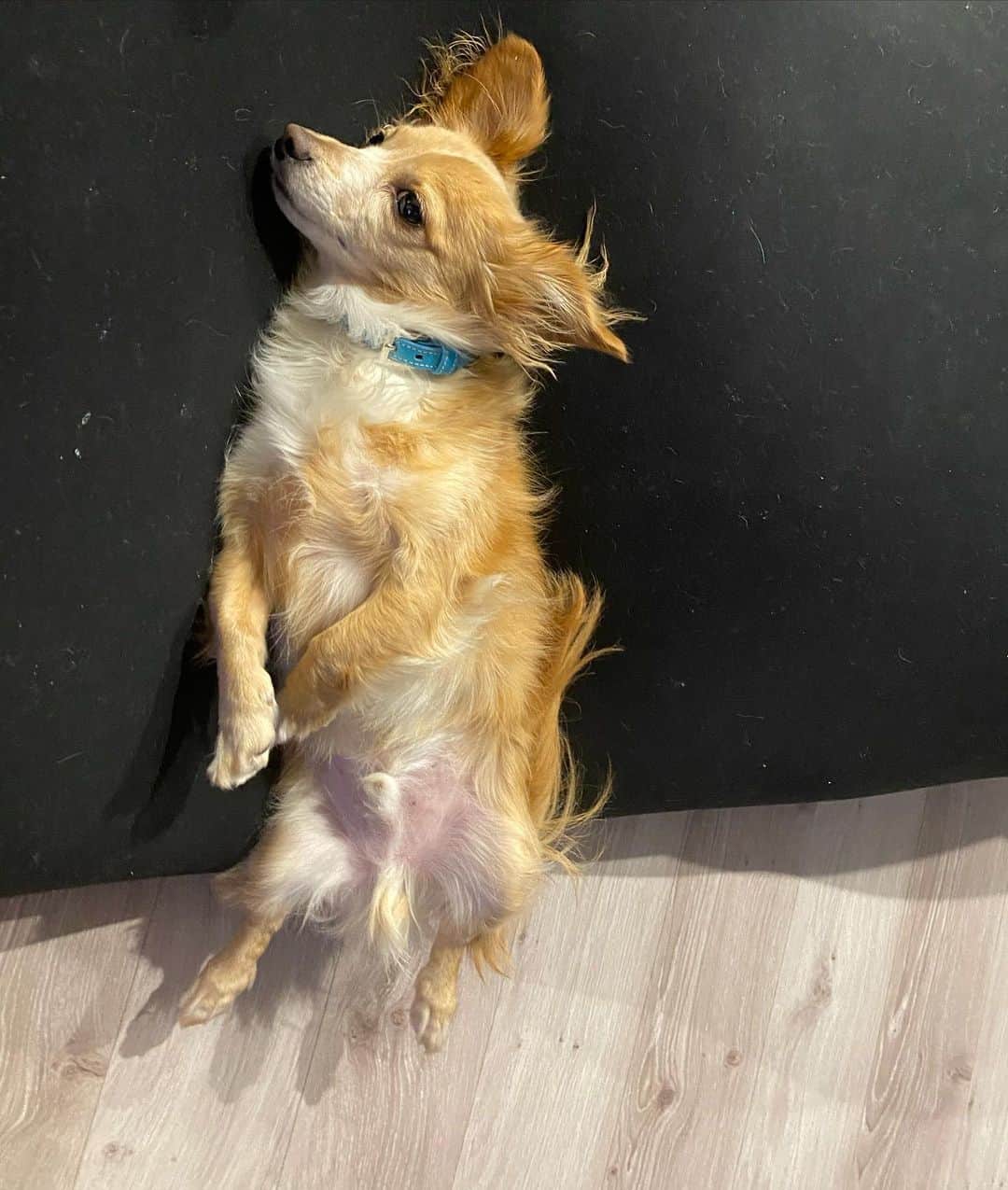 畠中清羅 のインスタグラム：「ワン🐶もダメになるらしい。  そしてコロコロしても毛が抜けるから ループ🤣🤣 #yogibo #ヨギボー」