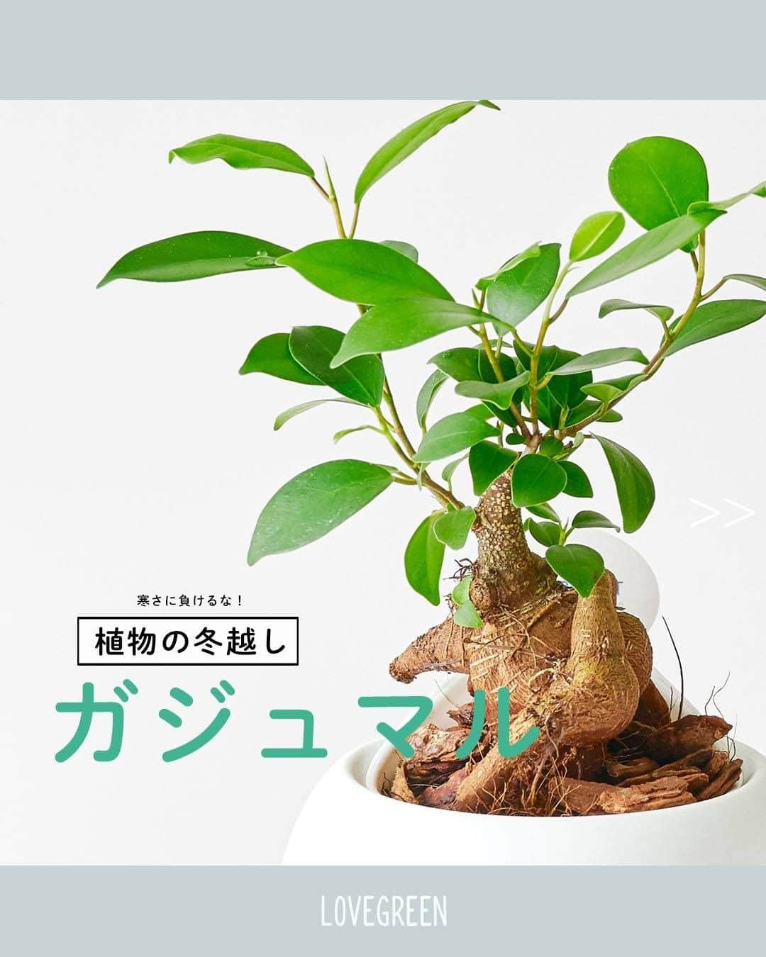 LOVEGREEN -植物と暮らしを豊かに。のインスタグラム