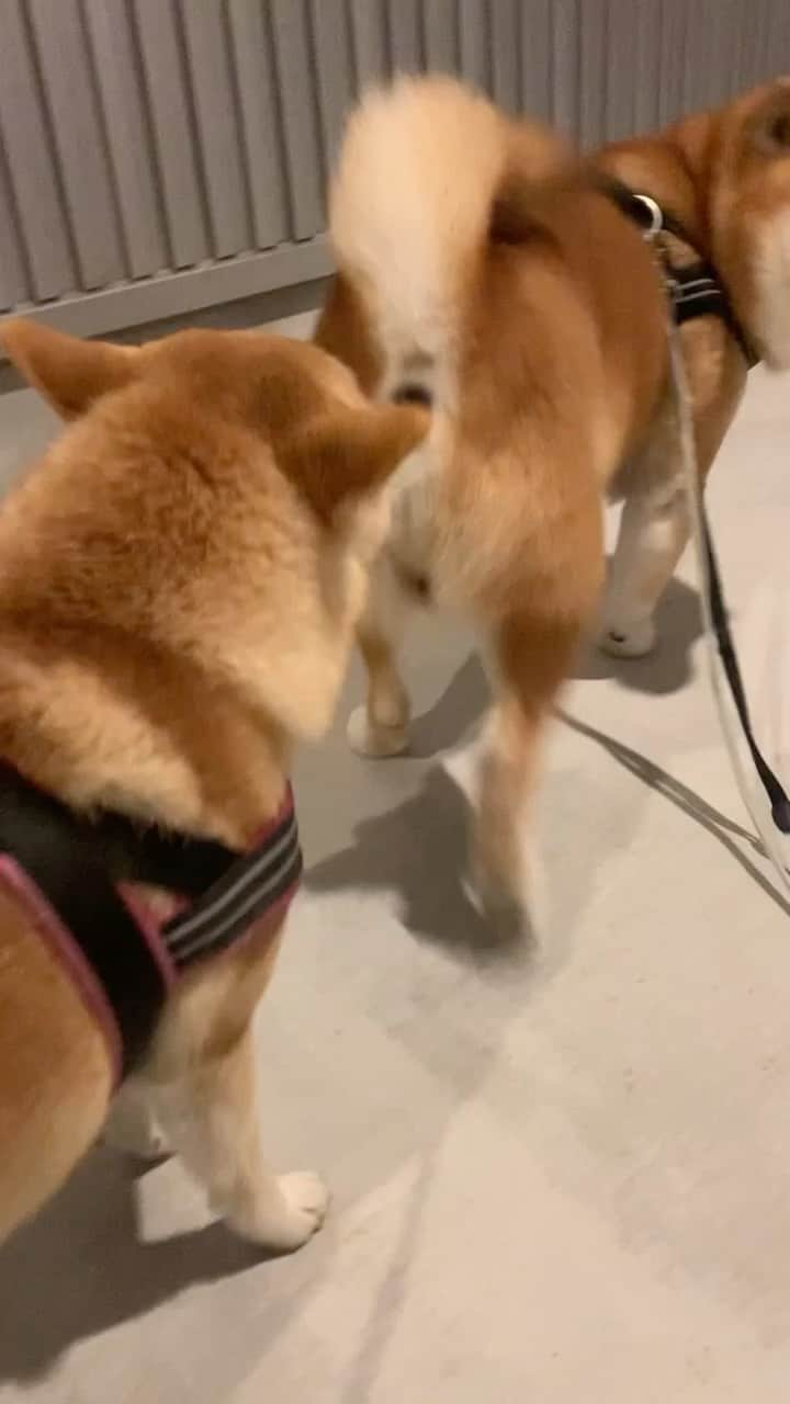 shibainu berryのインスタグラム