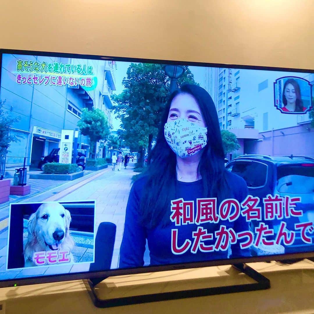 高橋ひとみさんのインスタグラム写真 - (高橋ひとみInstagram)「以前、お台場にモモエと食事に行った帰りに、偶然、日本テレビ 『笑ってコラえて！』の犬を連れている人にインタビューする企画に遭遇🎤 今晩、放送でした😅 #笑ってコラえて #日本テレビ」1月13日 21時26分 - hitomi_momoe