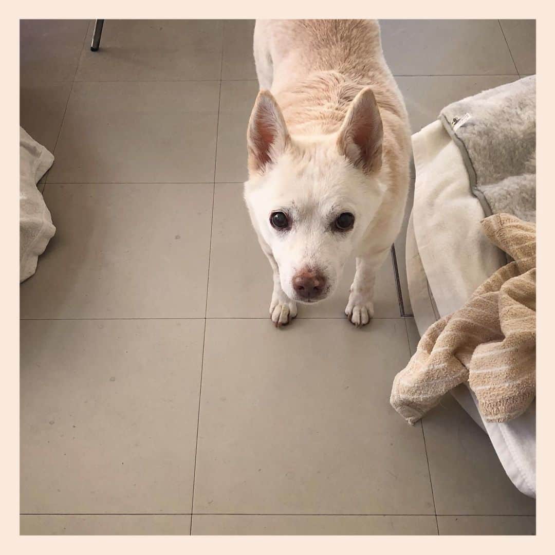 パンといっぴきのインスタグラム：「#元保護犬 #雑種犬 #crossbreed #mixdog #キップル14歳」