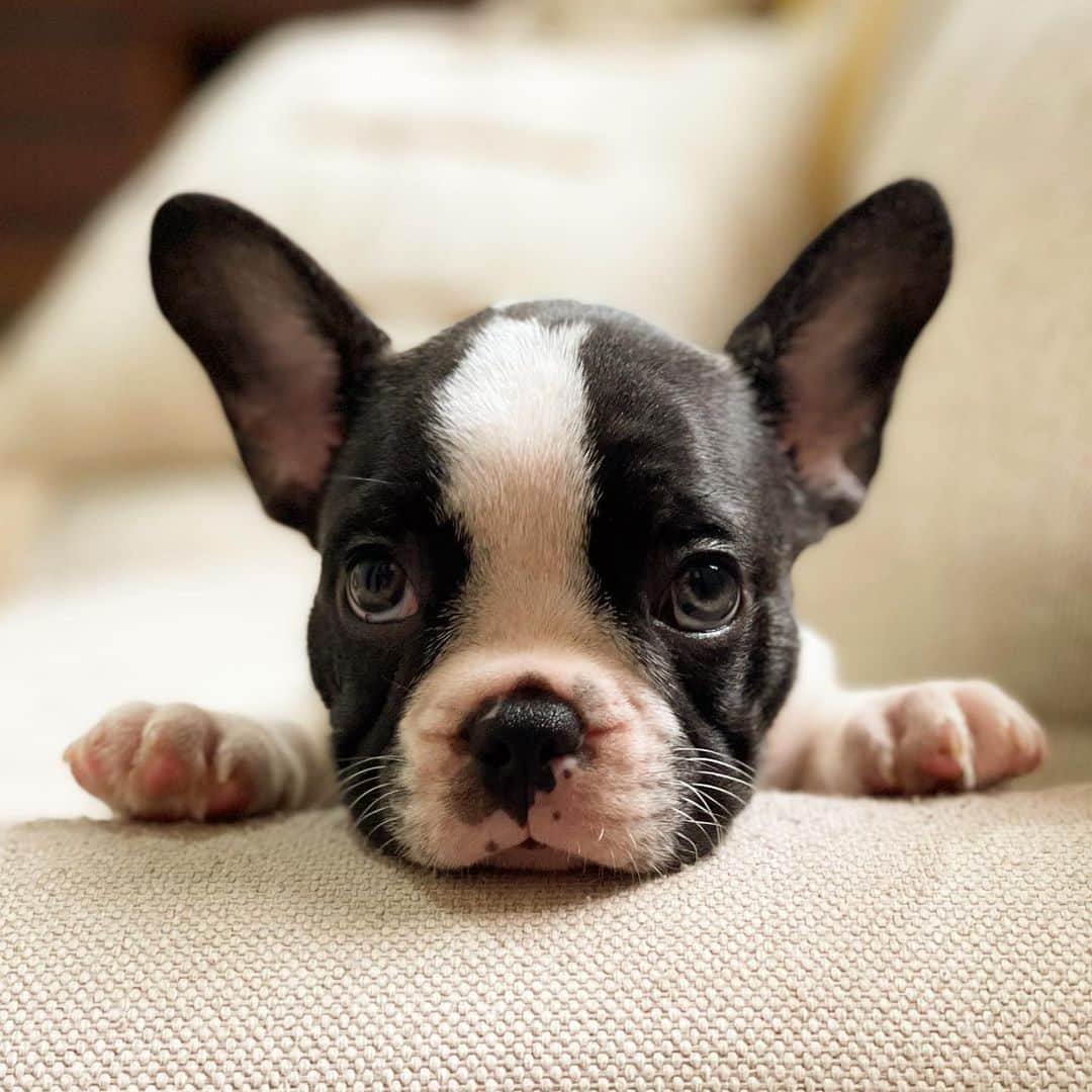 Regeneratti&Oliveira Kennelのインスタグラム：「Would you say no to this face? 🥺❤️ (Oreo is available and looking for a forever home. For more info on him please DM). #puppyeyes #frenchbulldog #cute」