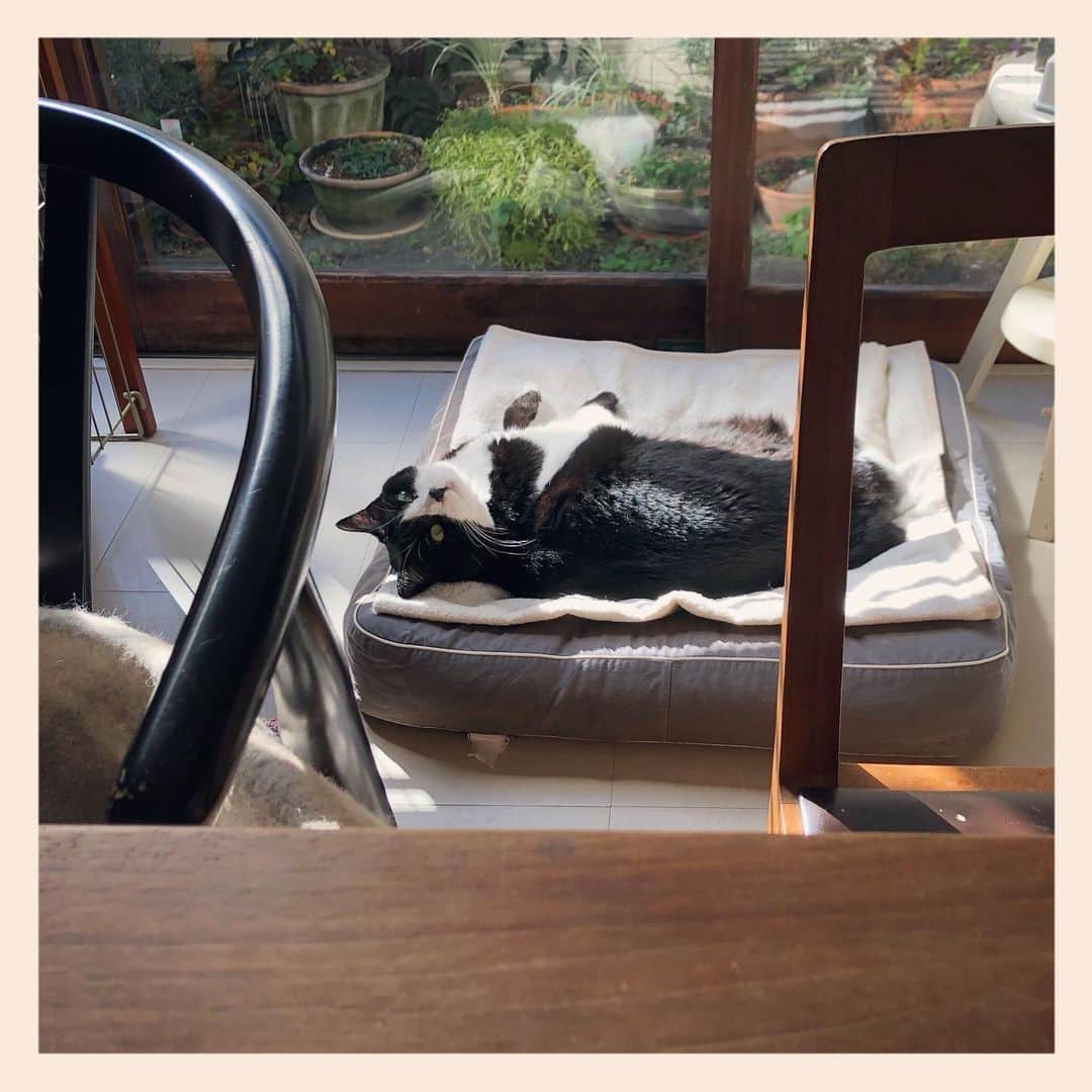 パンといっぴきのインスタグラム：「#元保護猫 #ハチワレ #白黒猫 #blackandwhitecat #tuxedocat」