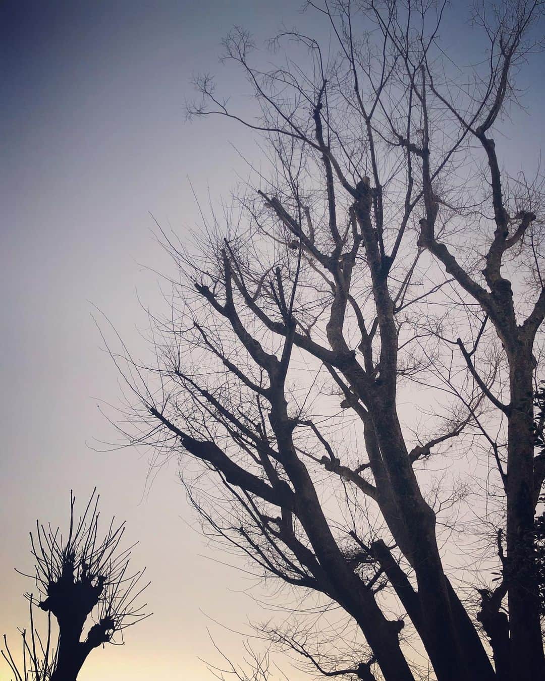 山口もえさんのインスタグラム写真 - (山口もえInstagram)「・  空を見上げたら 落葉樹がね 春に芽吹くために 今は栄養を蓄え じっとしているんだよって  その佇まいは とても凛としていてかっこよく 思わず足を止め カメラにおさめていました📸  今は辛抱のとき がんばりましょう。  #stayhome  #はやく春になーれ🌸  #コロナに負けるな」1月13日 21時38分 - moe_yamaguchi0611
