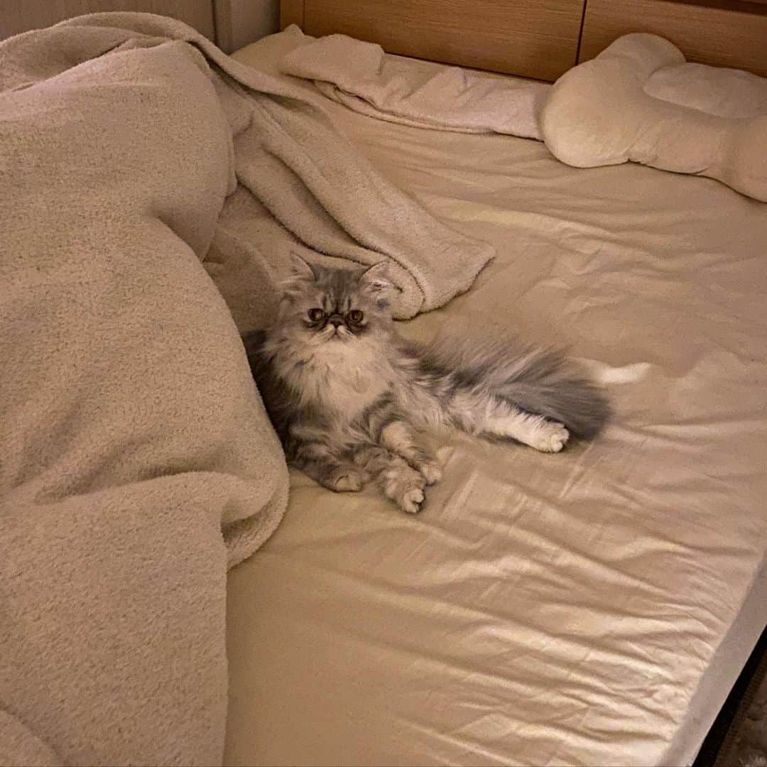 山本栄治さんのインスタグラム写真 - (山本栄治Instagram)「オハナ  最近、早寝早起きしてて  そろそろ寝ます。  どいて下さい😬」1月13日 21時39分 - eiji7115