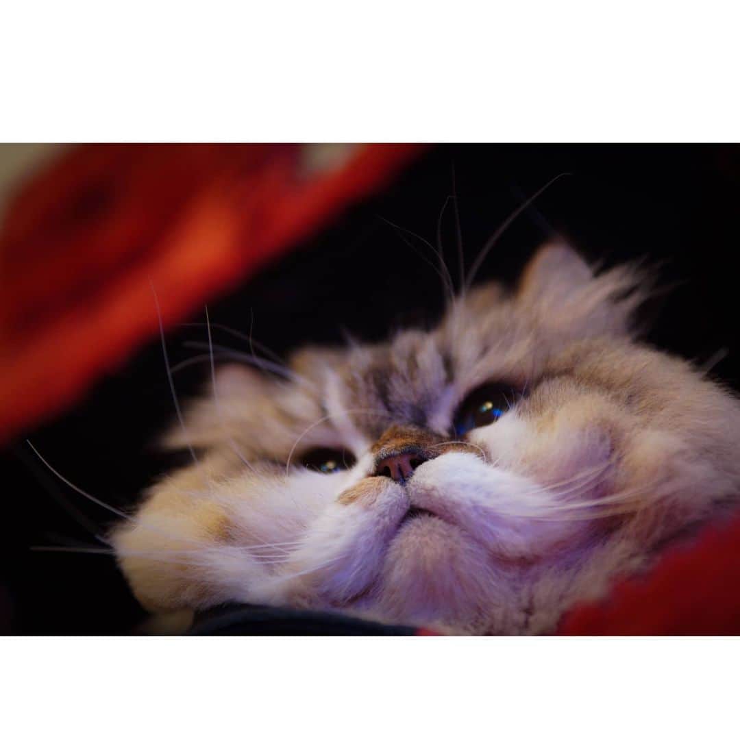 Kenshin & Chloeyさんのインスタグラム写真 - (Kenshin & ChloeyInstagram)「(swipe) =^•^= Happy Whiskers Wednesday ♡😸 #boopboop」1月13日 21時48分 - kitty.chloeykenshin