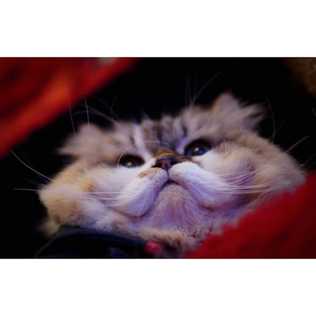Kenshin & Chloeyさんのインスタグラム写真 - (Kenshin & ChloeyInstagram)「(swipe) =^•^= Happy Whiskers Wednesday ♡😸 #boopboop」1月13日 21時48分 - kitty.chloeykenshin